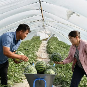 上市早 產(chǎn)量高 品質(zhì)好“早優(yōu)美”西瓜新品種線下觀摩會(huì)在太和舉辦